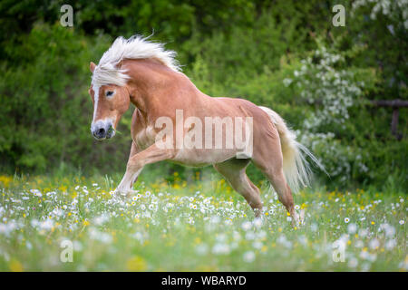 Haflinger Horse. Adult gelding galloping on a meadow. Sqitzerland Stock Photo