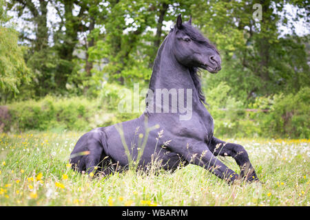 Frisian Horse. Black stallion sitting on a pasture. Switzerland Stock Photo