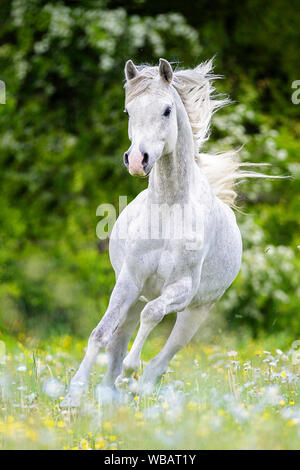 Arab Horse. Gray gelding galloping on a pasture. Switzerland Stock Photo