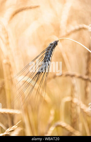 Emmer Wheat (Triticum dicoccum), ripe ear on a field. Germany Stock Photo