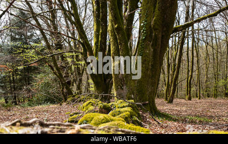 Into the forest Stock Photo