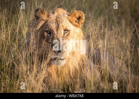 African Lion (Panthera leo), male, lying in the grass, portrait, direct view, nature reserve Klaserie, South Africa Stock Photo