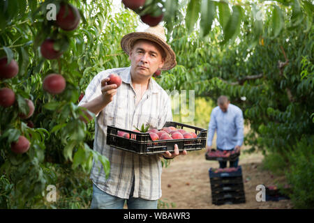 Man  professional horticulturist holding crate with  peaches in garden Stock Photo