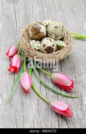 Nest with three eggs (Common Quail) and Blackthorn flowers next to flowering tulips on wood. Switzerland Stock Photo