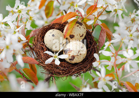 Nest with three eggs (Common Quail) in flowering European Serviceberry (Amelanchier ovalis). Switzerland Stock Photo