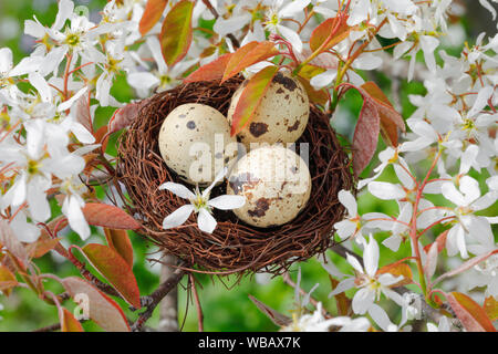 Nest with three eggs (Common Quail) in flowering European Serviceberry (Amelanchier ovalis) Stock Photo