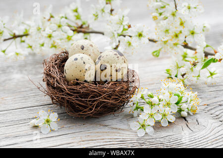 Nest with three eggs (Common Quail) next to a flowering Blackthorn twigs on gray planks. Switzerland Stock Photo