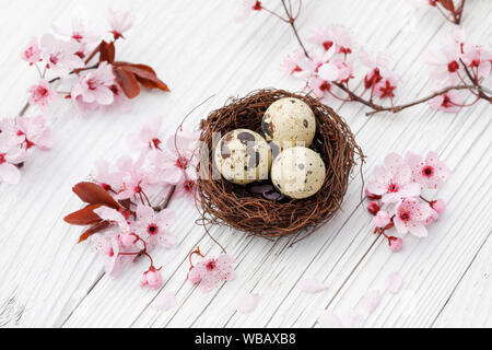 Nest with three eggs (Common Quail) next to a flowering cherry twigs on white planks. Switzerland Stock Photo