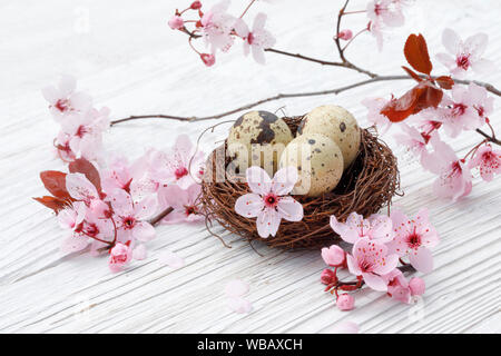 Nest with three eggs (Common Quail) next to a flowering cherry twig on white planks. Switzerland Stock Photo