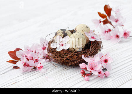 Nest with three eggs (Common Quail) next to a flowering cherry twig on white planks. Switzerland Stock Photo