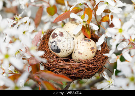 Nest with three eggs (Common Quail) in flowering European Serviceberry (Amelanchier ovalis). Switzerland Stock Photo