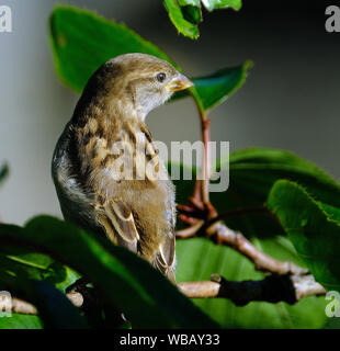 Sparrow in urban house garden looking for food. Stock Photo