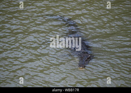Saltwater Crocodile, East Alligator River, Arnhem Land, Northern Territory, Australia