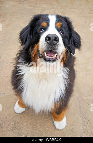 The portrait of the Bernese Mountain Dog, sitting on the patio, looking up at the camera, his mouth slightly open. Stock Photo