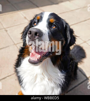 A portrait of young Bernese Mountain Dog, sitting,smiling, looking up. Stock Photo