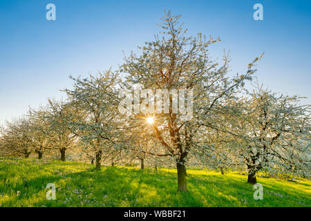Flowering Cherry Trees (Prunus avium) in spring. Switzerland Stock Photo