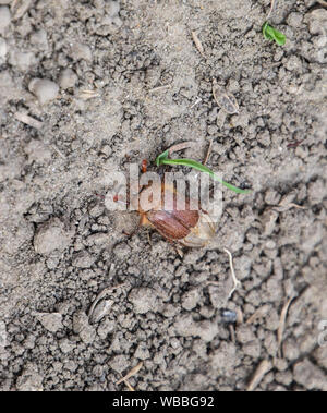 Melolontha east on the ground. Pest plant root system, the imago. Stock Photo