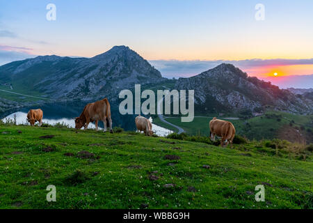 Picturesque rocky landscape and cows grazing in highland pastures above lakes of Covadonga at sunset, Asturias, Spain Stock Photo