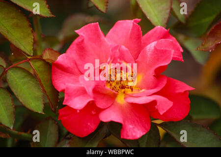 Russet  colored Cinco de Mayo a Floribunda Rose with an amazing blend of smoked lavender and rusty red-orange Stock Photo
