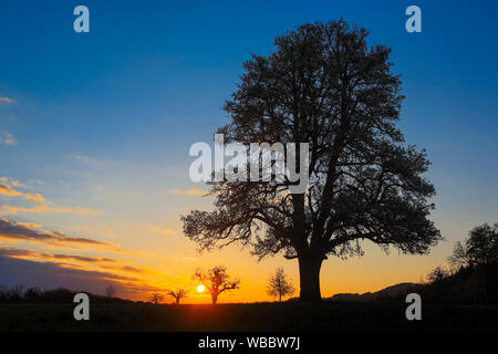 Common Pear, European Pear (Pyrus communis). Tree silhouetted against the evening sky. Switzerland Stock Photo