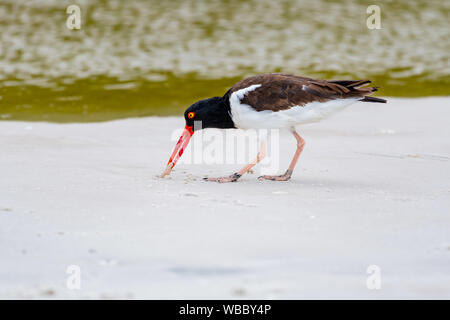 American oyster catcher finds a worm on the beach Stock Photo