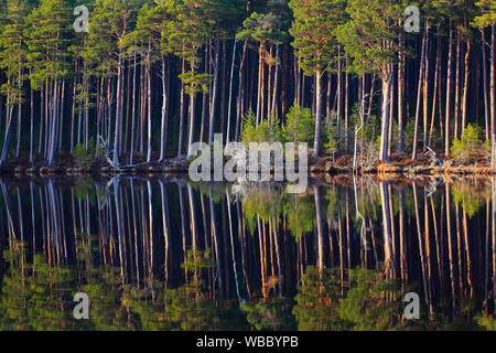 Scots Pines (Pinus sylvestris) and birch trees mirrored in water. Cairngorms National Park, Scotland Stock Photo