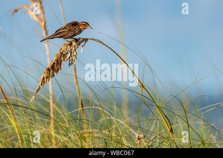 Horizontal photo of a Red- winged blackbird (female) sitting on sea grasses Stock Photo