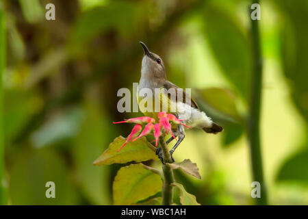 Purple rumped sunbird, female, Leptocoma zeylonica, India. Stock Photo