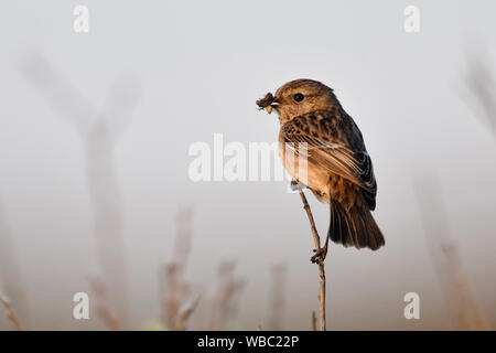 European Stonechat / Schwarzkehlchen ( Saxicola torquata ), female, perched on top of a branch, holding prey in beak, typical environment, open land, Stock Photo