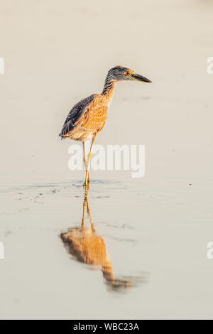 Young black crowned night heron with a reflection wading through shallow water Stock Photo