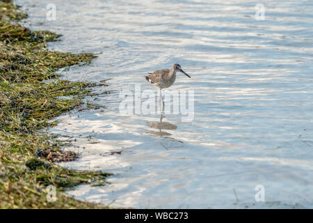 Willet walks in the waves at the beach in  central Florida Stock Photo