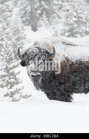 American bison / Amerikanischer Bison ( Bison bison ) in winter, old bull covered with snow during heavy snowfall, Yellowstone, Wyoming, USA. Stock Photo