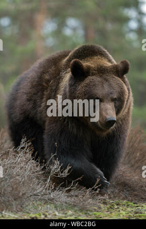 Low angle shot of shrubs in the forest with dark clouds Stock Photo - Alamy