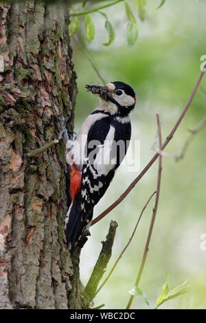 Greater / Great Spotted Woodpecker / Buntspecht ( Dendrocopos major ) perched on a tree trunk, with beak full of insects, Europe.