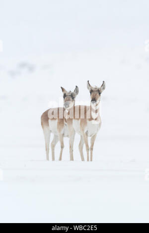 Pronghorns / Gabelboecke / Gabelantilopen ( Antilocapra americana ) two females in winter, blowing snow, waiting, watching , Yellowstone area, USA. Stock Photo