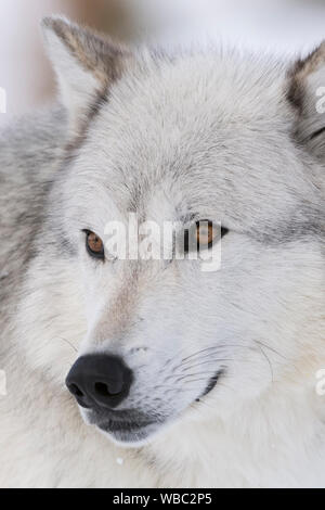 Gray Wolf / Grauwolf (Canis lupus) in winter, dateilled close-up, headshot, beautiful amber coloured eyes, captive, Yellowstone area, Wyoming, USA. Stock Photo