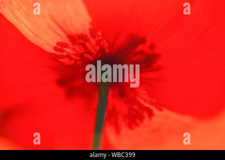 Field Poppy, Corn Poppy, Flanders Poppy (Papaver rhoeas). Flower seen from below. Italy Stock Photo