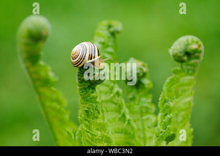 Brown-lipped Snail, Grove Snail  (Cepaea nemoralis) on fern frond. Switzerland Stock Photo
