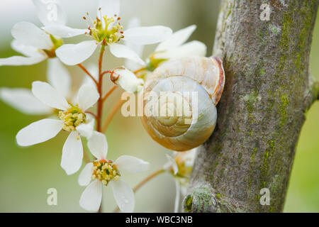 Brown-lipped Snail, Grove Snail  (Cepaea nemoralis) on a branch in a flowering Snowy Mespilus Stock Photo
