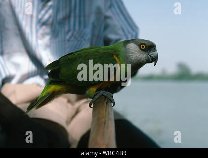 SENEGAL PARROT (Poicephalus senegalus).  Tame, pet, in adult plumage. The Gambia, West Africa. Perching on the oar handle, alongside the owner, of a boat on the River Gambia. Stock Photo