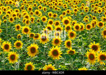 Common Sunflower (Helianthus annuus). Flowering field. Switzerland Stock Photo