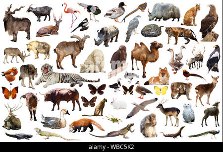 collection of different birds, mammals and reptiles from asia isolated on white background Stock Photo