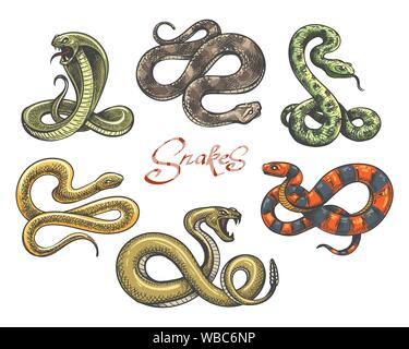Snake tattoo vector. Colored snakes tattoos on white, vintage viper and cobra evil serpent vector illustration Stock Vector