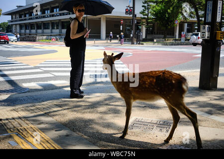 A young Sika deer of Nara stands near a tourist next to the road. Stock Photo