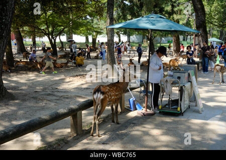 Street sellers sell deer crackers to tourists for them to feed to the sacred deer of Nara, Japan. Stock Photo