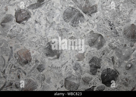 Fossil Orthid Brachiopods Stock Photo