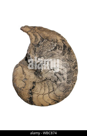 Tornoceras - a Devonian Goniatite - early Ammonite Stock Photo
