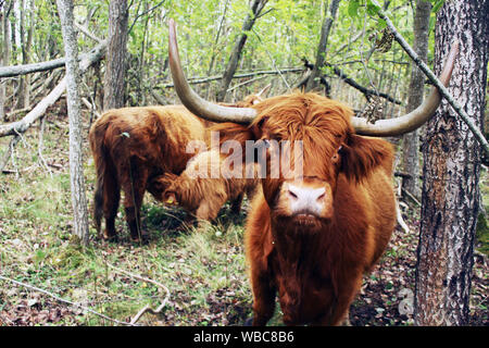 close up of a Scottish highland cow with a cow and a young calf suckling in background in nature protection site in Tallinn, Estonia Stock Photo