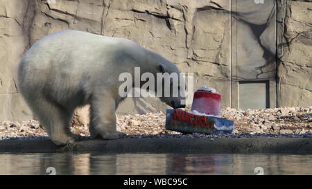 Rostock zoo polarium open day Noria female polar bear cake 22nd September 2018 Stock Photo
