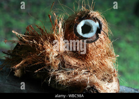 chopped wild fresh wild coconut on green out of focus background Stock Photo